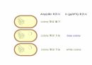 DNA생명공학 및 실험
 82페이지