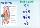 성인간호학(비뇨생식기계질환,은하출판사) 5페이지