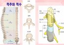 성인간호학(신경계질환,은하출판사) 51페이지