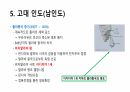 인도의 역사 20페이지