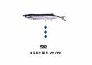 분노조절 앵그리버드 21페이지