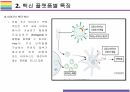 백신플랫폼 특징 [RNA백신,DNA백신,사백신,생백신,바이러스벡트,단백질] 18페이지