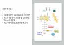비타민 13페이지