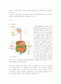 [ 인체생리학 ) 간담도 ] 3페이지