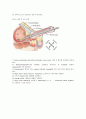 진단명 - bladder tumor(방광암), 수술명 - TURBT(요도경유방광종양절제술) 3페이지