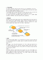 아나필락시스 쇼크, 아나필락시스 쇼크 간호, 아나필락시스 쇼크 문헌고찰, Anaphylaxis shock, 응급실 간호 2페이지