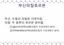 A+받은 [성인간호학]내분비계 정리 PPT 34페이지