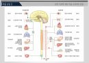 A+자료입니다)자율신경계/자율신경계에 작용하는 약물 PPT 자료 9페이지