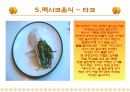 세계요리 멕시코 음식문화 12페이지