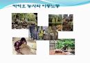 공정무역,카카오 품종,카카오 수확 과정 12페이지