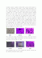 생활원예 간이 용기를 활용한 가정용 수경재베 시스템을 실내 또는 유휴공간에 맞게 디자인하고 작물 종류 모종 준비 방법 수경재배 방식순수수경 배지경등을 선택하여 작물 재배 계획을 수립하시오 4페이지
