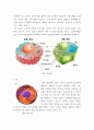 생물과학 세포가 물질을 합성하여 필요한 세포내 소기관이나 세포밖으로 분비하기 위한 시스템이 내막계이다 4페이지