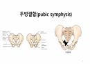해부학 하지 (조별PPT) A+ 4페이지