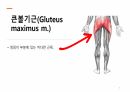 해부학 하지 (조별PPT) A+ 5페이지