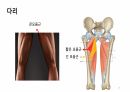 해부학 하지 (조별PPT) A+ 10페이지