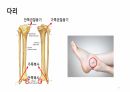 해부학 하지 (조별PPT) A+ 11페이지
