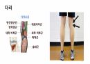 해부학 하지 (조별PPT) A+ 12페이지