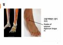 해부학 하지 (조별PPT) A+ 13페이지