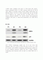 Cellular Senescence Western blot 레포트 6페이지