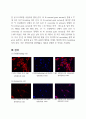 Cellular Senescence Immunofluorescence 레포트 4페이지
