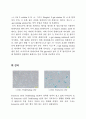 Cellular Senescence SA-β-gal staining 레포트 4페이지