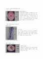 식물의 다양성:선태/양치식물 레포트 12페이지