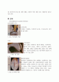 현화식물의 과(Family) 별 특징 분류 레포트 8페이지