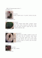 현화식물의 과(Family) 별 특징 분류 레포트 13페이지