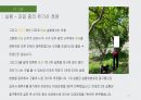 과일 중의 유기산 정량 결과레포트(PPT) - 1. 매실(청매실과 황매실) / 2. 오렌지(월별) 21페이지