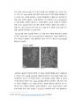 Cell Seeding and Subculture(세포배양, 계대배양) 결과레포트 17페이지
