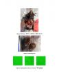 Primary Cell culture & Subculture(쥐해부, 초대배양, 계대배양) 결과레포트 15페이지