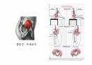 걷기운동의 원리 ppt 20페이지