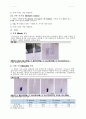 실험 2주차_단백질의 검출 결과 Report 6페이지