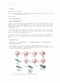 개구리 발생 관찰 결과 Report 2페이지