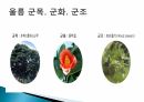 울릉도 조사 3페이지