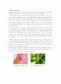 [미생물학] [A+받은과제] 탄저균 Bacillus anthracis 문헌고찰 3페이지