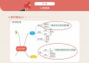 공학설계 설계보고서, 공학설계 레포트 [화재취약계층을 위한 피난기구] 발표 PPT 11페이지