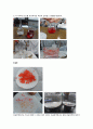 2 [자연과학][제제실험] 알지네이트 비드[Alginate bead] 실험 결과 보고서 4페이지