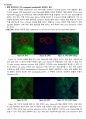 [이화여대 생명과학실험3 분반1등 A+ 레포트] Observation of Actin Filament 5페이지