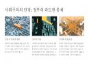 자본주의 vs 사회주의의 장단점 분석 20페이지