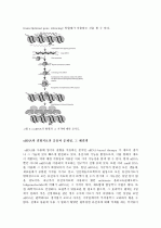 siRNA, miRNA, rasiRNA와 같은 small RNA에 의한 RNA 간섭의 원리와 질병치료 응용 5페이지
