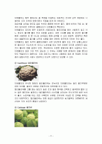 브로콜리의 특징과 효능 및 영양성분 (식품학) 5페이지