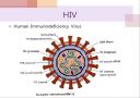 에이즈와 HIV(AIDS by HIV) 4페이지
