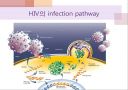 에이즈와 HIV(AIDS by HIV) 10페이지