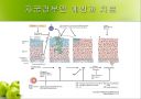 HPV와 자궁경부암 13페이지