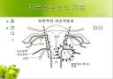 HPV와 자궁경부암 17페이지