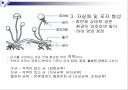접합균류 4페이지