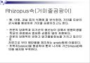 접합균류 22페이지