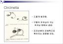 접합균류 31페이지