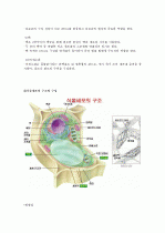 [일반생물학실험] 동식물세포의 관찰  3페이지
